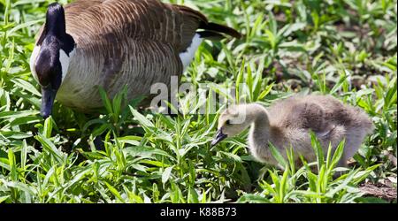 Isolierte Bild mit zwei Küken von Kanada Gänse Stockfoto