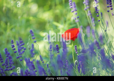 Roter Mohn Blume unter den Lavendel. Stockfoto