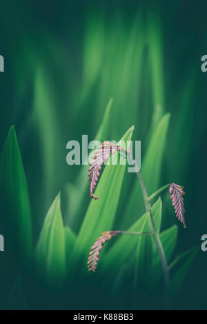 Unreife Montbretia Blume. Stockfoto