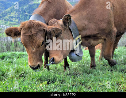 Zwei Braue zärtlich Kühe mit Glocken und Ring in einer Wiese Stockfoto