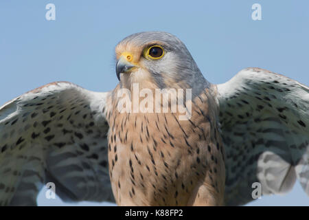 Eurasischen Turmfalken (Falco tinnunculus) erwachsenen männlichen, West Yorkshire, England, April (von in Gefangenschaft gehaltenen Vögeln) Stockfoto