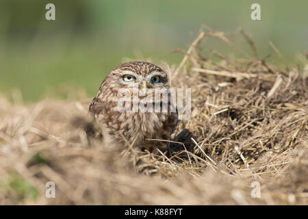 Steinkauz (Athene noctua) Erwachsene, sitzen in Stroh, West Yorkshire, England, April (von in Gefangenschaft gehaltenen Vögeln) Stockfoto