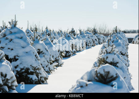 Schnee bedeckt WEIHNACHTSBÄUME, LANCASTER PENNSYLVANIA Stockfoto