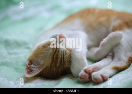 Ingwer weiß Baby Katze bedtime Stockfoto