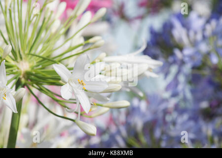 Agapanthus 'White Heaven'. Schmucklilie Blumen an RHS Wisley flower show. Großbritannien Stockfoto