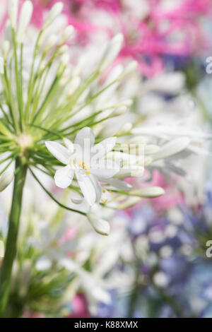 Agapanthus 'White Heaven'. Schmucklilie Blumen an RHS Wisley flower show. Großbritannien Stockfoto