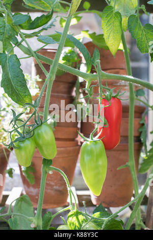 Solanum Lycopersicum. Plum Tomaten "Pomodoro", die an den Reben in einem Gewächshaus. Großbritannien Stockfoto