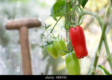 Solanum Lycopersicum. Plum Tomaten "Pomodoro", die an den Reben in einem Gewächshaus. Großbritannien Stockfoto