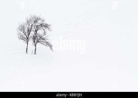 Einsamer Baum im Schnee, Asturien. Spanien. Stockfoto