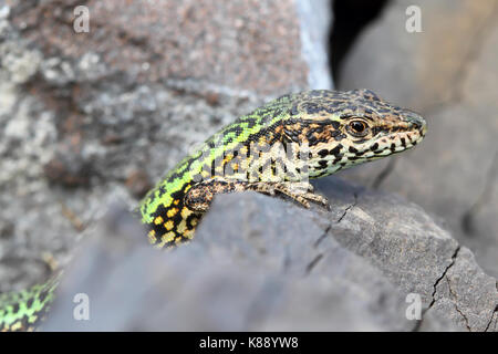 Bocage die Mauereidechse (Podarcis Bocagei) Stockfoto