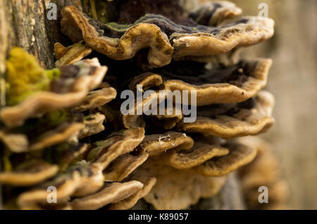 Pilze auf Baum, Wald, Pilze, Pilze auf Trunk, wilde Pilze. Stockfoto