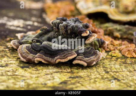 Pilze auf Baum, Wald, Pilze, Pilze auf Trunk, wilde Pilze. Stockfoto