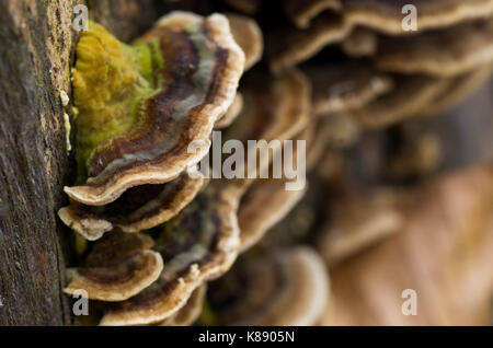 Pilze auf Baum, Wald, Pilze, Pilze auf Trunk, wilde Pilze. Stockfoto