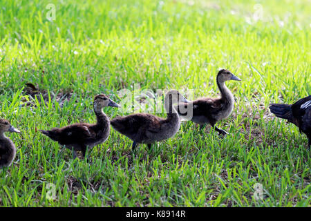 Juvenile Entenküken in einer Reihe zu Fuß durch das Gras Stockfoto