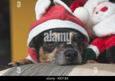 Kleiner Hund das Tragen der roten santa claus Suit mit Santa Claus Doll auf Weihnachten. Stockfoto