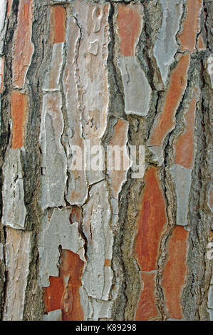 Der Rinde von einer Kiefer (Pinus pinea), die Italienische Pinien, Familie Pinaceae Stockfoto