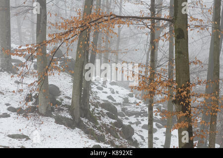 Buchenwälder, detail Zweig mit trockenen Blättern im Winter Stockfoto