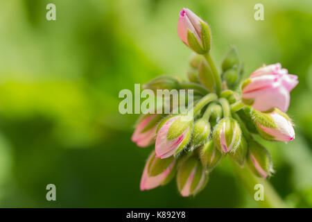 In der Nähe von Rosa zonalen Geranium Knospen Stockfoto