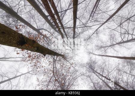 Low Angle View aus Buche Baum von unten im Winter Stockfoto
