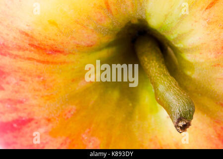 Nahaufnahme von oben auf einen Apfel, auf dem Stamm konzentrieren Stockfoto