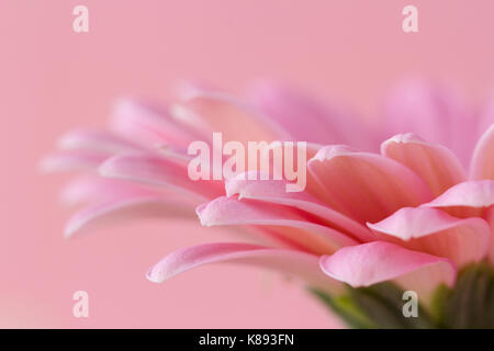 In der Nähe von Rosa Gerbera Rosenblätter Stockfoto