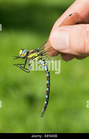 Libellen-Bestimmung, gefangene Libelle wird vorsichtig zwischen zwei Fingern erhalten, Entomologie, Biologie, Freilanduntersuchung, Zoologie, entomolo Stockfoto