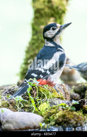 Buntspecht (Dendrocopos major) erwachsenen Weibchen auf dem Boden Stockfoto