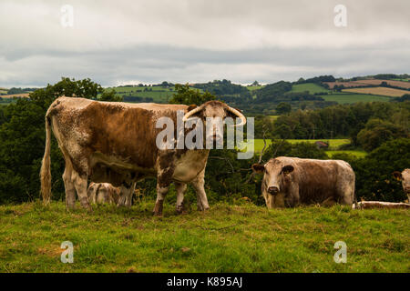 Vieh weiden in der Nähe Raglan schloss. West Wales. Stockfoto