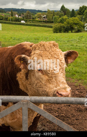 Vieh weiden in der Nähe Raglan schloss. West Wales. Stockfoto