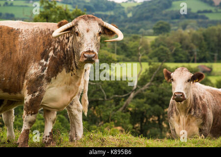 Vieh weiden in der Nähe Raglan schloss. West Wales. Stockfoto