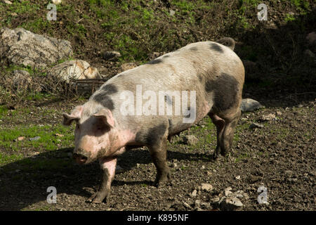 Mediterranen Wald in der Nähe von Karines in den Bergen im Zentrum von Kreta. Laubwald in der Nähe von Karines im Herzen Kretas. Stockfoto