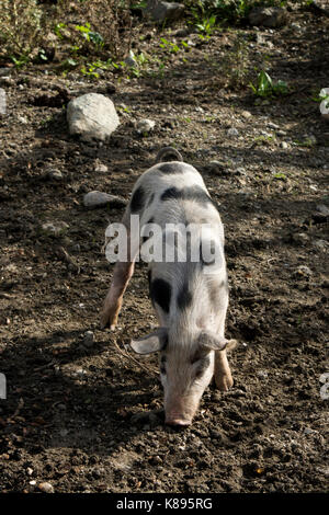 Ferkel in Patsos in den Bergen im Zentrum von Kreta. Ferkel im Herzen Kretas. Stockfoto