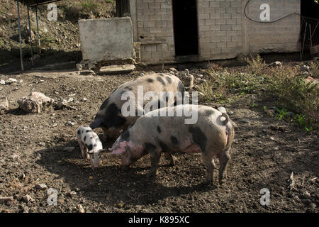 Ferkel in Patsos in den Bergen im Zentrum von Kreta. Ferkel im Herzen Kretas. Stockfoto