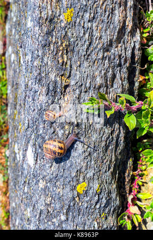 Schnecke kriecht auf eine Hard-Rock-Textur in der Natur; braun gestreift Schnecke zu Fuß auf den Felsen in regnerischen Tag, Bretagne (Bretagne), Frankreich Stockfoto