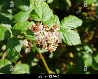 Leuchtend rosa Cirsium Rivulare Blütenkopf Stockfoto