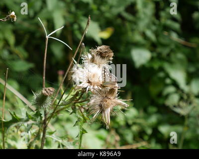 Leuchtend rosa Cirsium Rivulare Blütenkopf Stockfoto