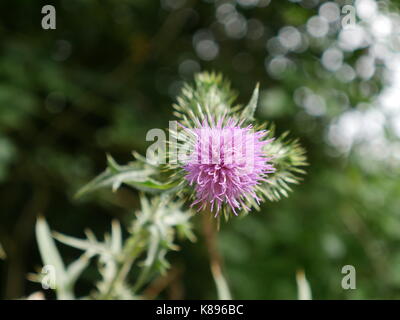 Leuchtend rosa Cirsium Rivulare Blütenkopf Stockfoto