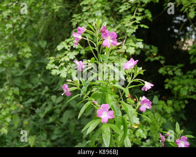 Leuchtend rosa Cirsium Rivulare Blütenkopf Stockfoto