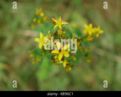 Leuchtend rosa Cirsium Rivulare Blütenkopf Stockfoto