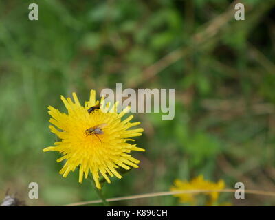 Leuchtend rosa Cirsium Rivulare Blütenkopf Stockfoto