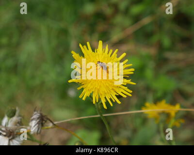 Leuchtend rosa Cirsium Rivulare Blütenkopf Stockfoto