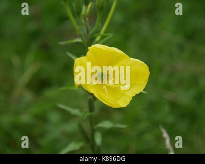 Leuchtend rosa Cirsium Rivulare Blütenkopf Stockfoto