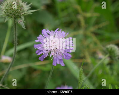 Leuchtend rosa Cirsium Rivulare Blütenkopf Stockfoto