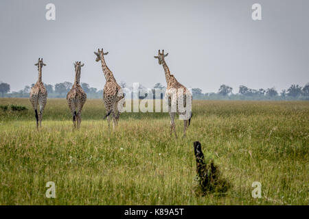 Reise der Giraffen entfernt zu Fuß in den Chobe National Park, Botswana. Stockfoto