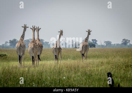 Reise der Giraffen entfernt zu Fuß in den Chobe National Park, Botswana. Stockfoto