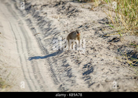 Schlanke Mungo, der im Sand in der Chobe National Park, Botswana. Stockfoto