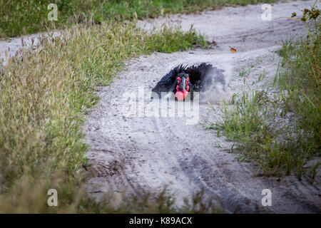 Südliche Hornrabe ein Staub Bad in den Chobe National Park, Botswana. Stockfoto