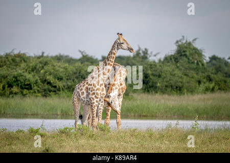 Zwei Giraffen Einstiche in den Chobe National Park, Botswana. Stockfoto