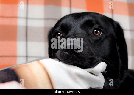 Schwarzer Labrador mit dem Kopf auf einem Kissen - Häuslich schwarzer Labrador Retriever Hund Haustier Stockfoto