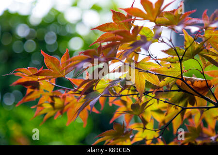 Japanischer Ahorn Herbst Farbe Blätter auf einem Zweig Stockfoto